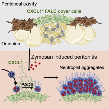 Publication figure for Stromal Cells Covering Omental Fat-Associated Lymphoid Clusters Trigger Formation of Neutrophil Aggregates to Capture Peritoneal Contaminants