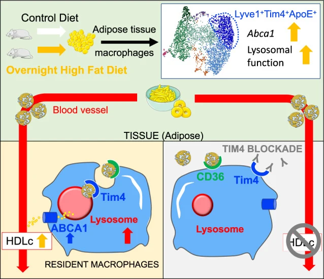 Publication figure for Role of Tim4 in the regulation of ABCA1+ adipose tissue macrophages and post-prandial cholesterol levels