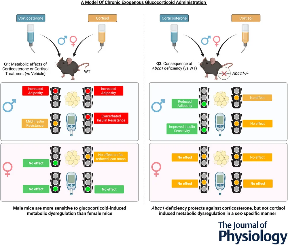 Visual abstract for Abcc1 deficiency protects from corticosterone but not cortisol-induced adiposity and insulin resistance in a sex-specific manner