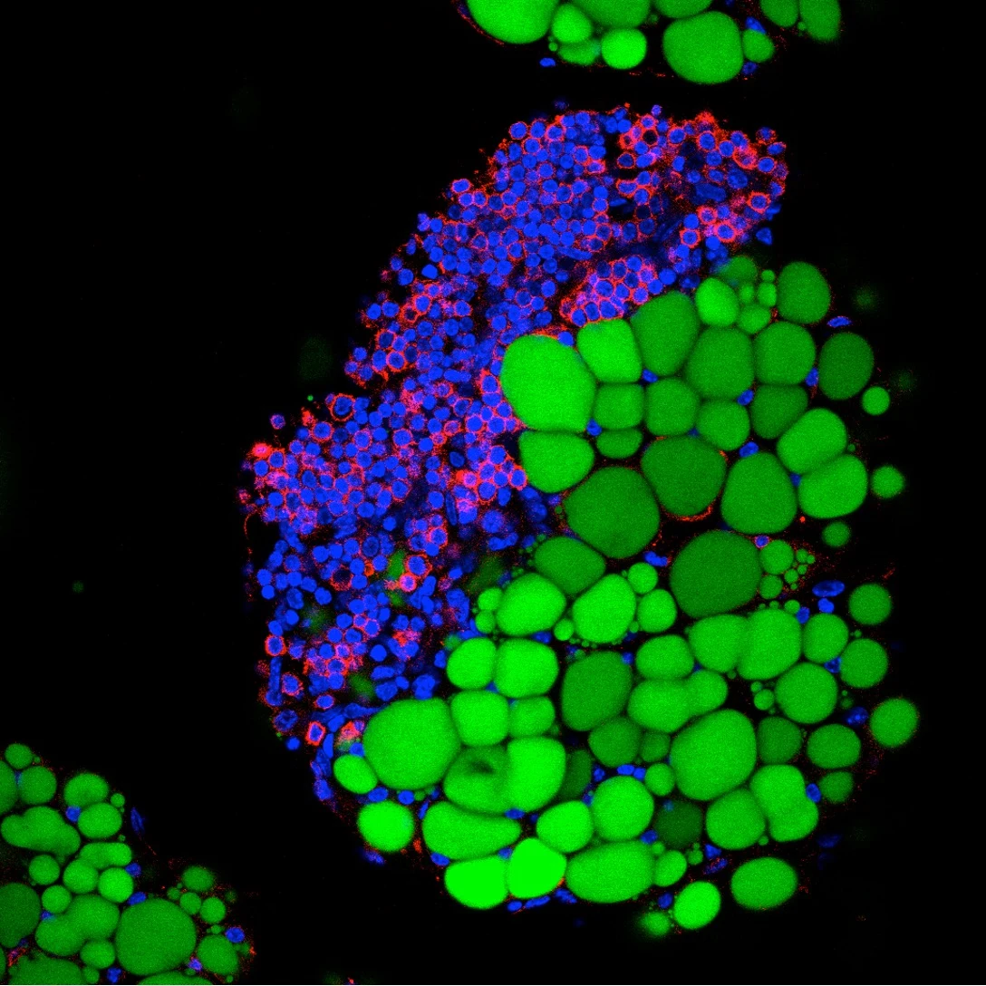 B1 cells (red) producing natural antibodies in adipose tissue (green)