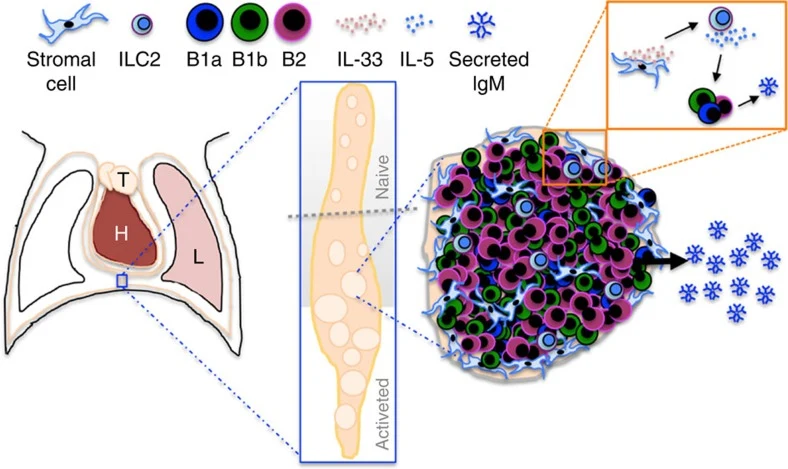 Publication figure for Fat-associated lymphoid clusters control local IgM secretion during pleural infection and lung inflammation