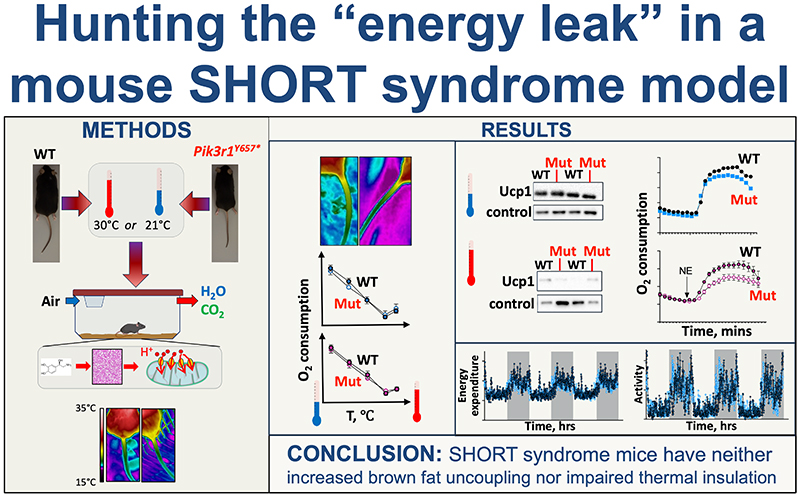 Graphical abstract: Hunting the energy leak in a mouse SHORT syndrome model. Pik3r1-related insulin resistance increases energy expenditure without increased brown fat uncoupling or impaired thermal insulation.