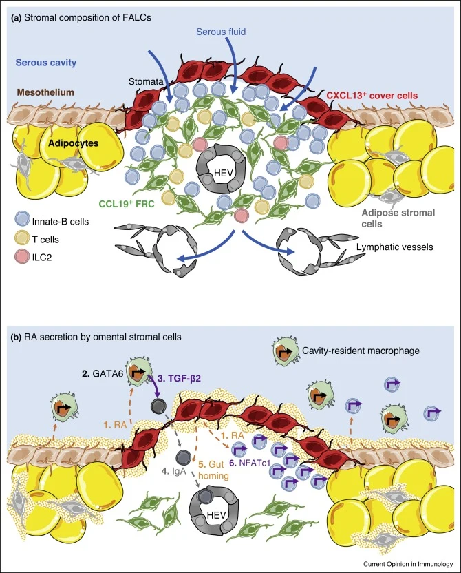 Publication figure for FALC stromal cells define a unique immunological niche for the surveillance of serous cavities